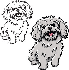 Maltese puppy dog vector