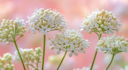 Fototapeta premium Beautiful blooming delicate flowers against a soft pink background in early spring