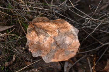 stump in the forest