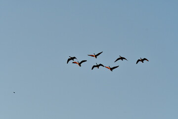 Geese