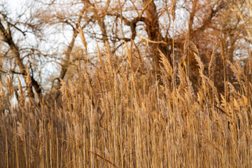 Fototapeta premium field of wheat