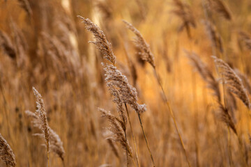 Fototapeta premium field of wheat