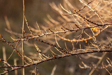 barbed wire against the sky