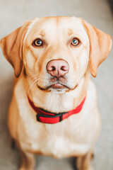 Happy dog portrait home pet indoor close-up joyful companion