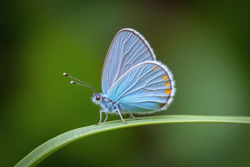 Obraz premium delicate, light, blue, butterfly, perched, slender, green, leaf