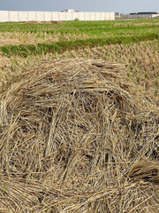 Piled Straw Residue in Rice Field