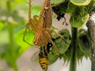 Spider Catches bee in the Garden