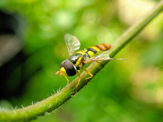 Close Up of Colorful Hoverfly on Green Stem.