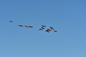 Geese