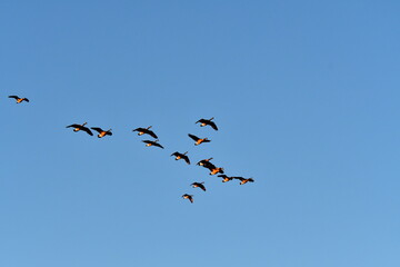 Flock of Geese
