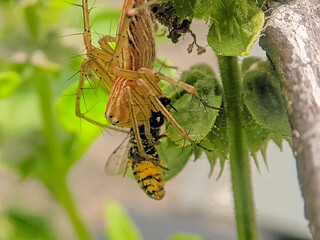 Spider Catches Prey in the Garden