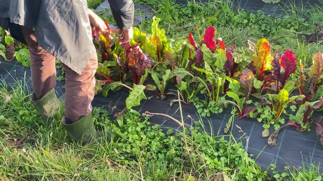 Italian farmer tending to his colorful swiss chard crop in his organic vegetable garden during the autumn harvest season, ensuring fresh and healthy produce