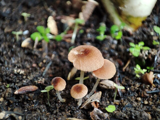 Brown Mushrooms Grow in Rich Soil