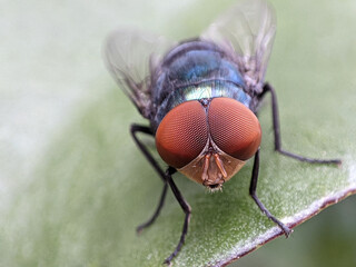 Close-Up of a Fly on a Leaf