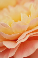 Warm dusty pink fading into golden yellow with a soft grainy texture.