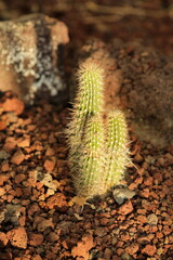 Andean Elegance in Madrid