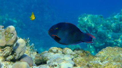 Dusky parrotfish (Scarus niger) undersea, Red Sea, Egypt, Sharm El Sheikh, Montazah Bay