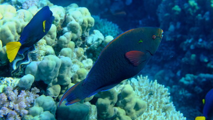 Dusky parrotfish (Scarus niger) undersea, Red Sea, Egypt, Sharm El Sheikh, Montazah Bay