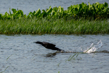 Great Cormorant
