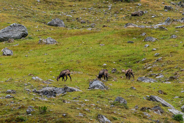 Chamois grazing on green alpine meadow with rocks in the High Tauern Mountains, Austria – wild mountain animals in natural habitat
