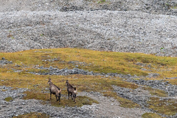 Chamois grazing on green alpine meadow with rocks in the High Tauern Mountains, Austria – wild mountain animals in natural habitat