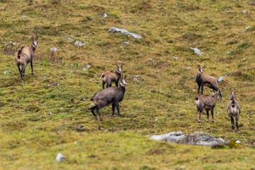 Chamois grazing on green alpine meadow with rocks in the High Tauern Mountains, Austria – wild mountain animals in natural habitat