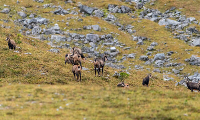 Chamois grazing on green alpine meadow with rocks in the High Tauern Mountains, Austria – wild mountain animals in natural habitat