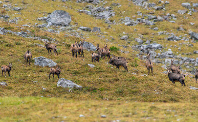 Chamois grazing on green alpine meadow with rocks in the High Tauern Mountains, Austria – wild mountain animals in natural habitat