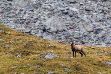 Chamois grazing on green alpine meadow with rocks in the High Tauern Mountains, Austria – wild mountain animals in natural habitat