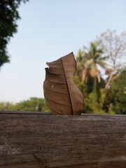 learf on tree branch © nadim_chowdhury