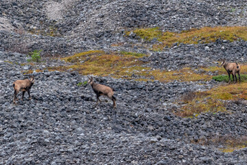 Chamois grazing on green alpine meadow with rocks in the High Tauern Mountains, Austria – wild mountain animals in natural habitat