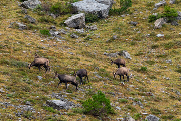 Chamois grazing on green alpine meadow with rocks in the High Tauern Mountains, Austria – wild mountain animals in natural habitat