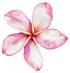 Naklejka premium PNG White and pink Frangipani blossom flower petal.