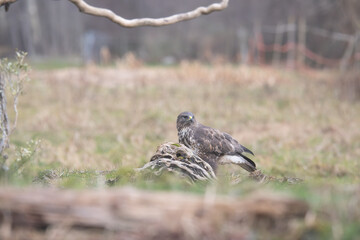 Fauna selvatica Capanno Nisida Poiana