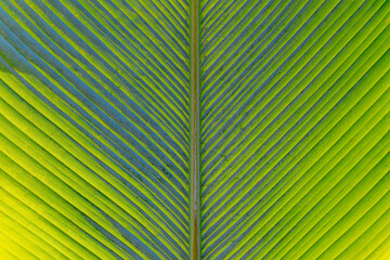 Selective focus of green leaves in garden with sunlight, Calathea lutea or Mexican cigar plant is a species of flowering plant in the family Marantaceae, Nature pattern texture, Greenery background.