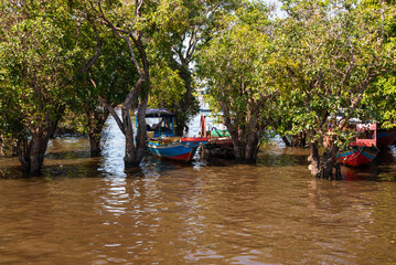 Obraz premium Flooded forest with trees in water in Cambodia