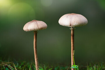 Parasol mushroom, edible fungus with a large fruiting body