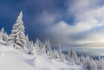 Snowy winter forest in the mountains