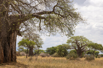 Landscape with African baobab trees well known as trees of life in Tarangire National Park in...