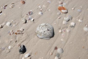 Seashells on the Beach