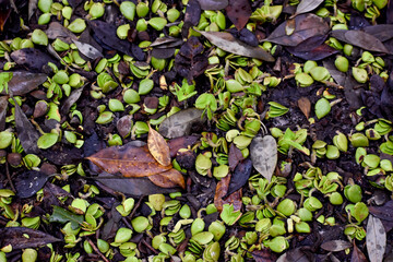 Seed Sprouts