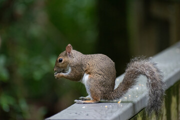 Squirrel on Railing
