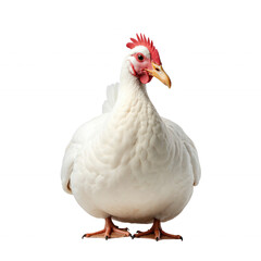 Fototapeta premium White Chicken Standing Confidently