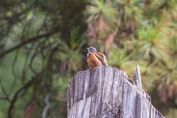 Rock bunting (Emberiza cia) at Srinagar, India.