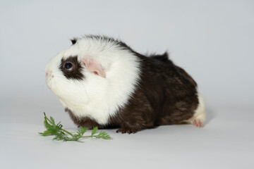 Meerschweinchen rosette tier Nager