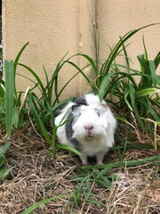 Meerschweinchen tier natur