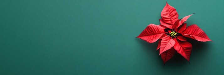 Photo of a poinsettia flower on a green background, a close-up shot from above. Web banner with copy space.