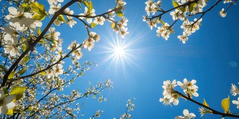 Spring blossoms against a blue sky with shiny sunbeam background