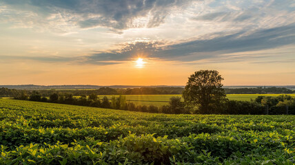 sunset over the green field