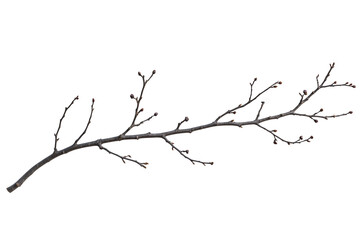 Branch of a tree isolated over transparent background, PNG cut-out